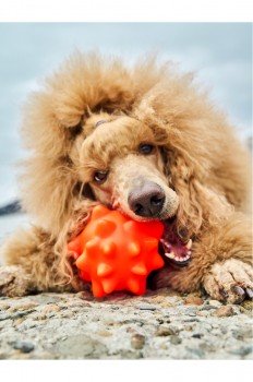 Мячик-Недавашка с функцией чистки зубов для собак крупных пород