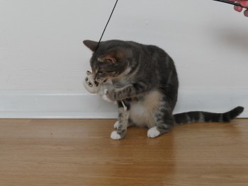 Игрушка для кошек удочка-дразнилка ROSEWOOD "Сердитый котик Грампи"
