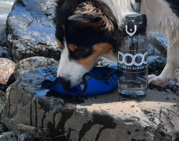 Комплект дорожный для собак DOOG (бутылка 600 мл.+ миска), синяя (BB3IN1)