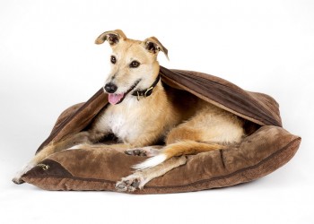 Лежак - нора для собак "Chester" SCRUFFS, коричневый